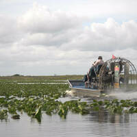 Kissimmee Swamp Tours - Kissimmee Swamp Tours - Photo (71088)