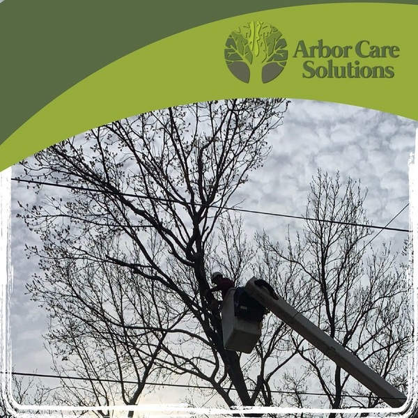 Photos of Our Business - Arbor Care Solutions - Photo (73239)