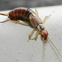 Earwigs - West Columbia SC Pest Control - Croach
