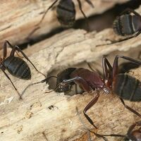 Carpenter Ants - Columbia SC Ant Control - Croach Pest Control Exterminators