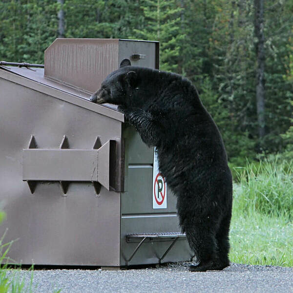 Dumpster Rental Hamilton - Dumpster Rental Hamilton - Photo (76170)