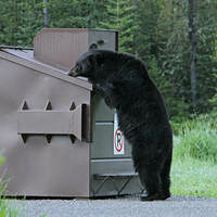 Dumpster Rental Hamilton - Dumpster Rental Hamilton - Photo (76170)