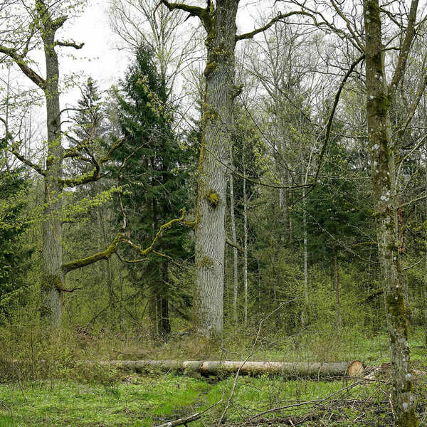 Photos of Our Business - Crown Tree Service Longview - Photo (81598)