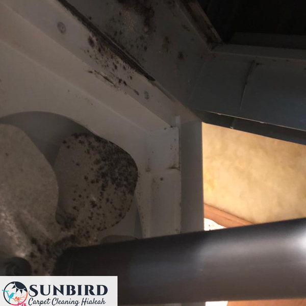 Portfolio - Sunbird Carpet Cleaning Hialeah - Photo (85226)