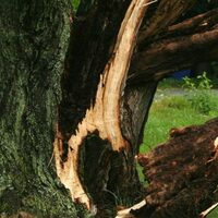 Photos of Our Business - Collins Tree Service - Photo (85561)