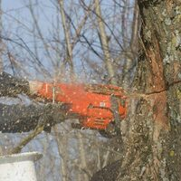 Photos of Our Business - Collins Tree Service - Photo (85562)