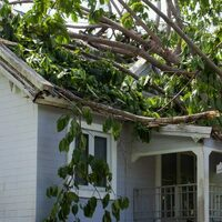 Photos of Our Business - Collins Tree Service - Photo (85563)