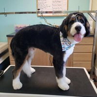 Dog Grooming