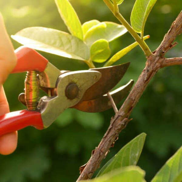 Photos of Our Business - Richardson Tree Service - Photo (89472)