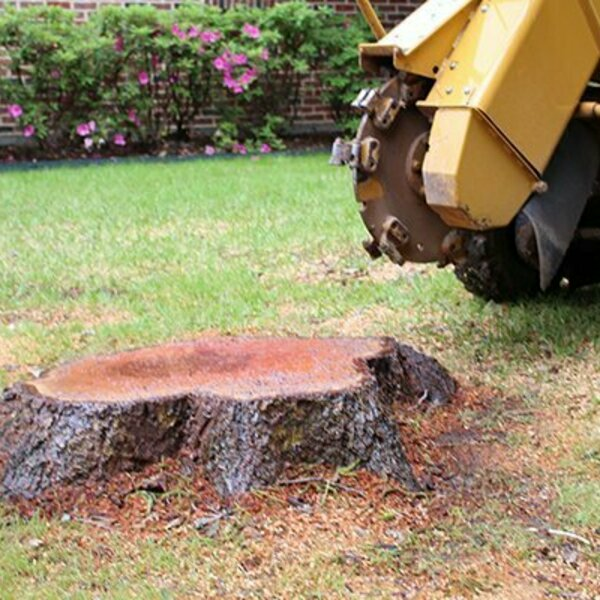 Photos of Our Business - Richardson Tree Service - Photo (89474)