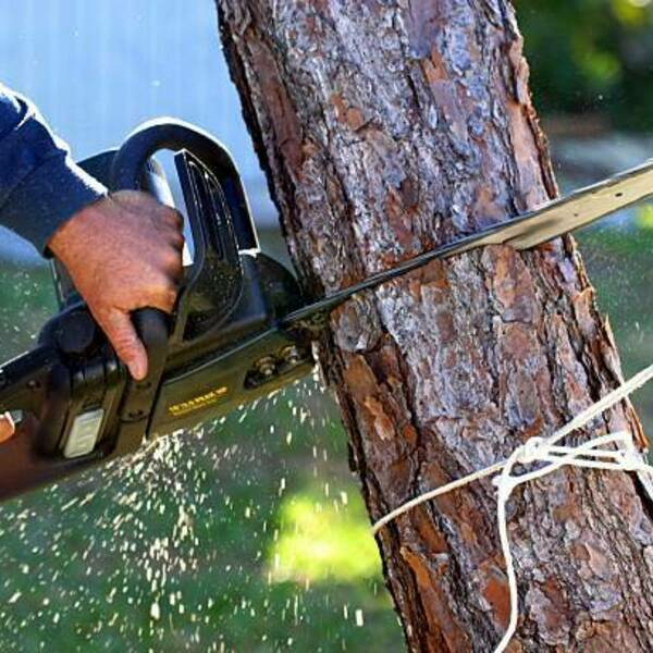 Photos of Our Business - Richardson Tree Service - Photo (89475)