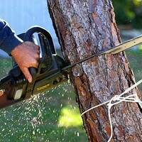 Photos of Our Business - Richardson Tree Service - Photo (89475)