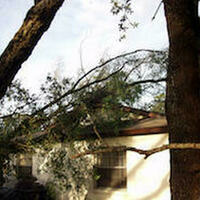 Photos of Our Business - Tree Service Logan - Photo (90535)