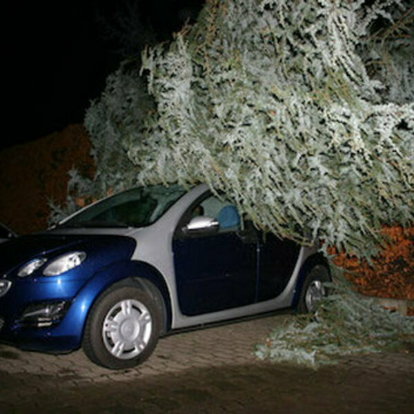 Photos of Our Business - Tree Service Logan - Photo (90536)