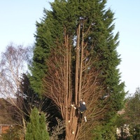Photos of Our Business - Tree Service Logan - Photo (90537)