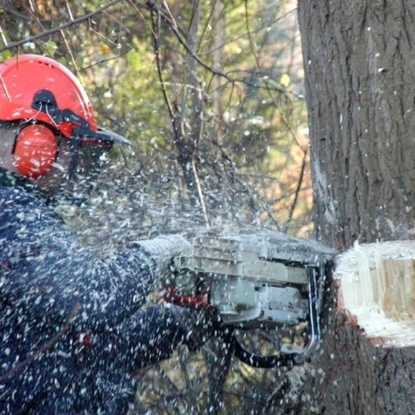 Photos of Our Business - Tree Service Logan - Photo (90538)