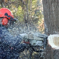 Photos of Our Business - Tree Service Logan - Photo (90538)