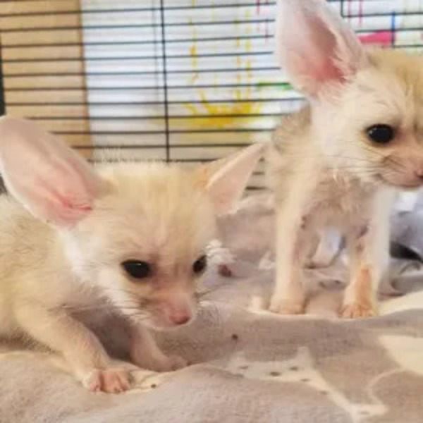 Female fennec foxes for sale price at $1,900.00. Got Females fennec foxe available and ready. - Pets for Sale -  Prety Exotics