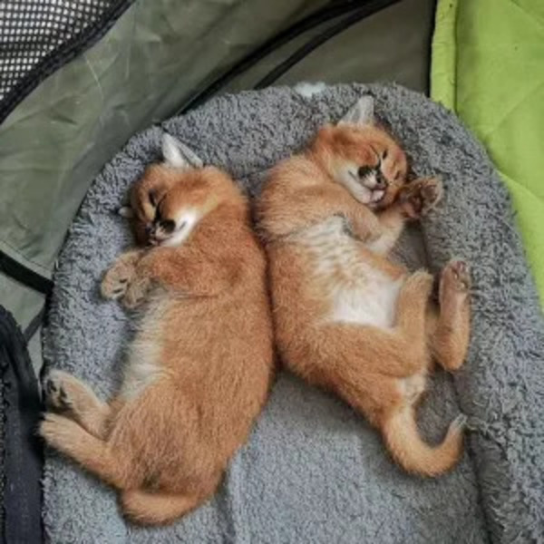 African caracals kitten for sale price at
$1,700.00. Kittens are born with their eyes and ears shut and the claws not retractable. - Pets for Sale -  Prety Exotics