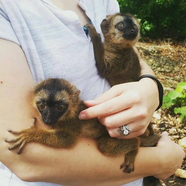 brown lemur for sale price at $1,800.00. Looking for brown lamur babies? - Pets for Sale -  Prety Exotics