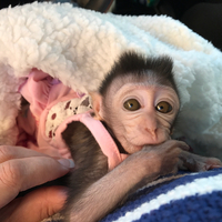baby java macaque monkeys for sale price at $4,500.00 