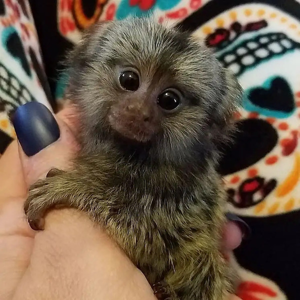 Female Marmoset Monkeys for sale price at  $4,000.00 - Pets for Sale -  Prety Exotics