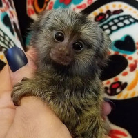 Female Marmoset Monkeys for sale price at  $4,000.00