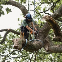 Tree removal services in Dallas, TX
