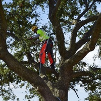 Tree pruning in Dallas, TX