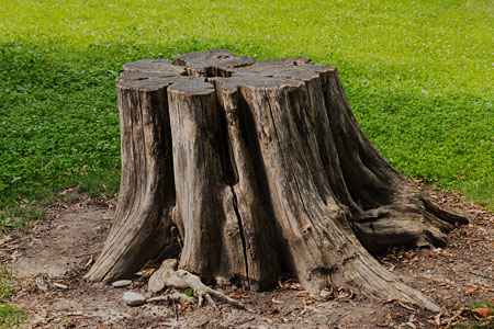 Photos of Our Business - ByeBye Stumps - Photo (103684)