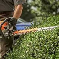hedge trimming