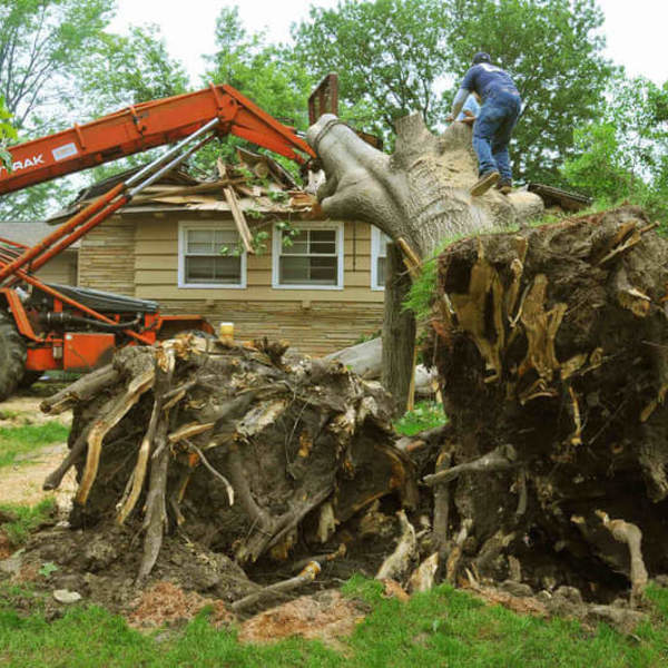 St. Peters Tree Trimming Co. - St. Peters Tree Trimming - Photo (124457)