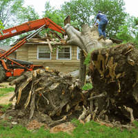 St. Peters Tree Trimming Co. - St. Peters Tree Trimming - Photo (124457)