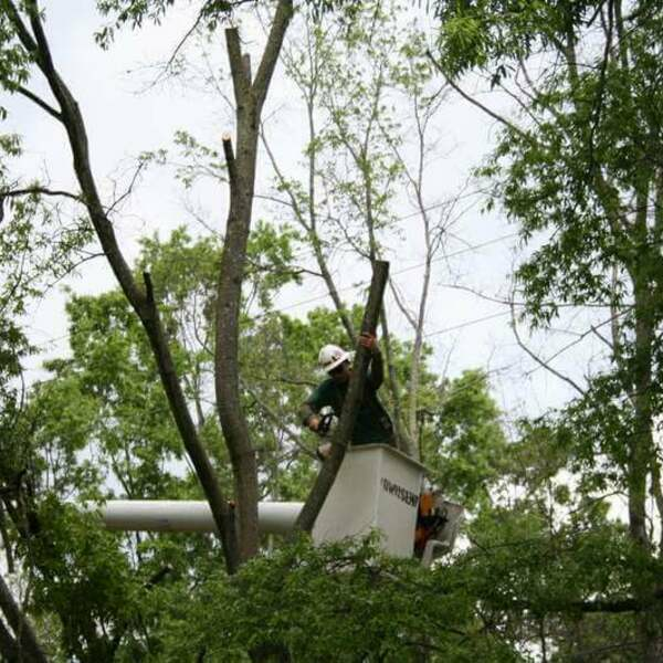 St. Peters Tree Trimming Co. - St. Peters Tree Trimming - Photo (124458)