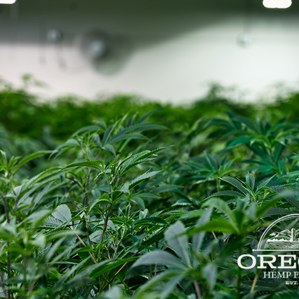 Photos of Our Business - Oregon Hemp Flower Wholesale - Photo (127856)