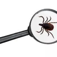 fleas treatment lubbock tx