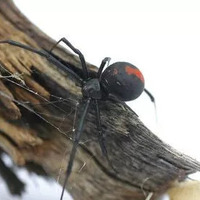 spiders treatment lubbock tx