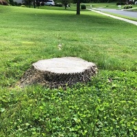Photos of Our Business - Mishawaka Tree Service - Photo (131397)
