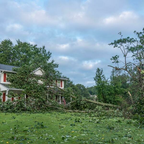 Photos of Our Business - Tree Service Belleville IL - Photo (137100)