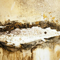 Photos of Our Business - Ace Mold Removal - Photo (138264)