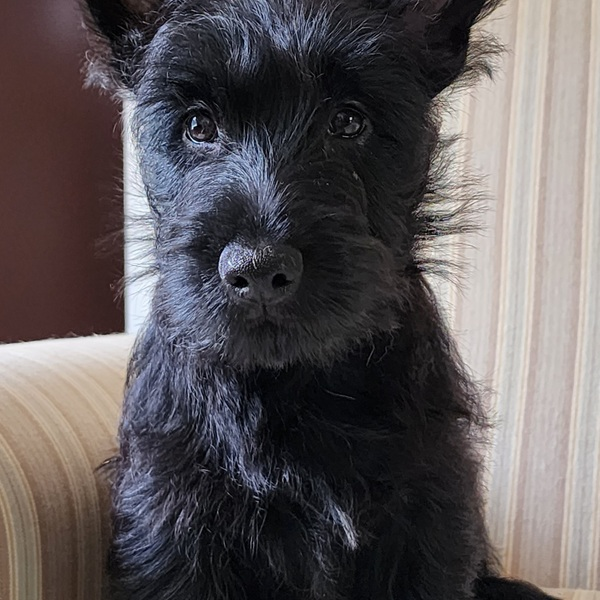 Scottish Terrier Puppy - Scottish Terriers -  Schultes Scottish Terriers