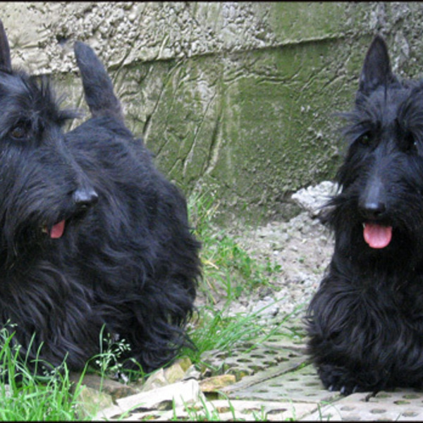 Scottish Terriers - Scottish Terriers -  Schultes Scottish Terriers