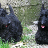 Scottish Terriers - Scottish Terriers -  Schultes Scottish Terriers