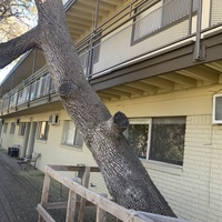 Apartment tree removal
