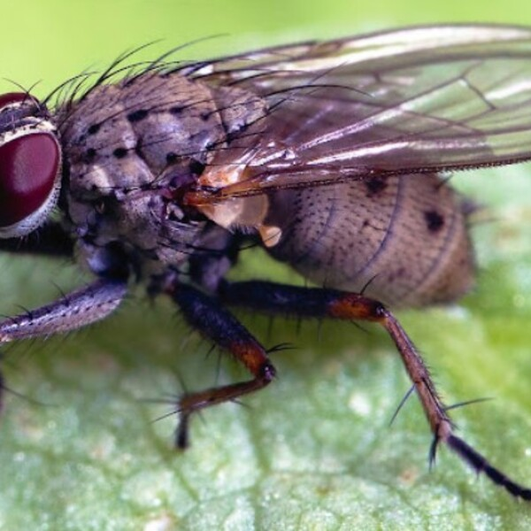 Photos of Our Business - LOCAL Bug Guy - Photo (167143)