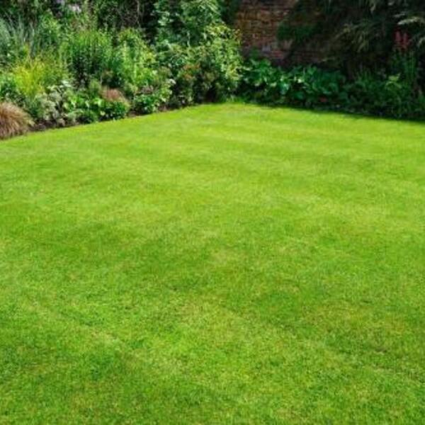 Photos of Our Business - Emerald Lawn Care - Photo (168888)