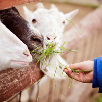 Goats of Glacier - Goats of Glacier - Photo (184404)