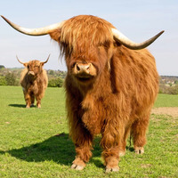 Goats of Glacier - Goats of Glacier - Photo (184406)