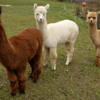 Goats of Glacier - Goats of Glacier - Photo (184407)