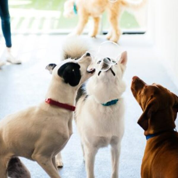Photos of Our Business - Dogtopia of Port Chester - Photo (186205)